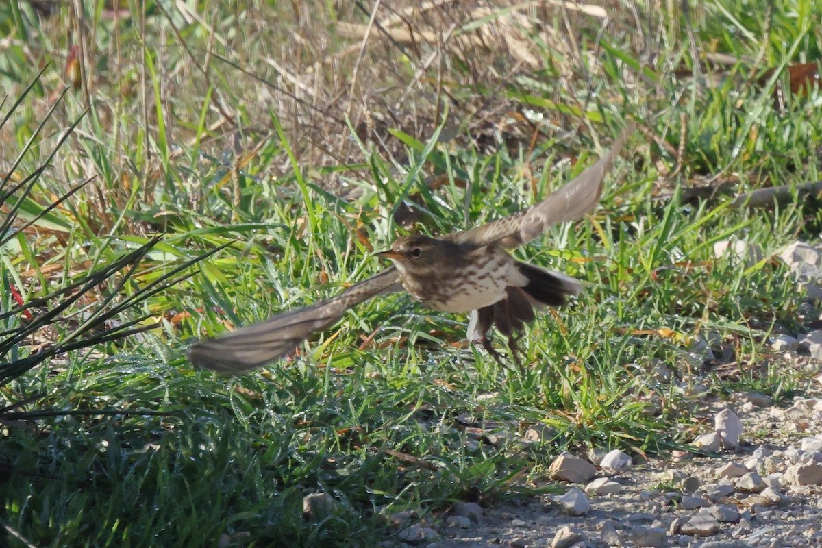 Meadow Pipit - ML646192489