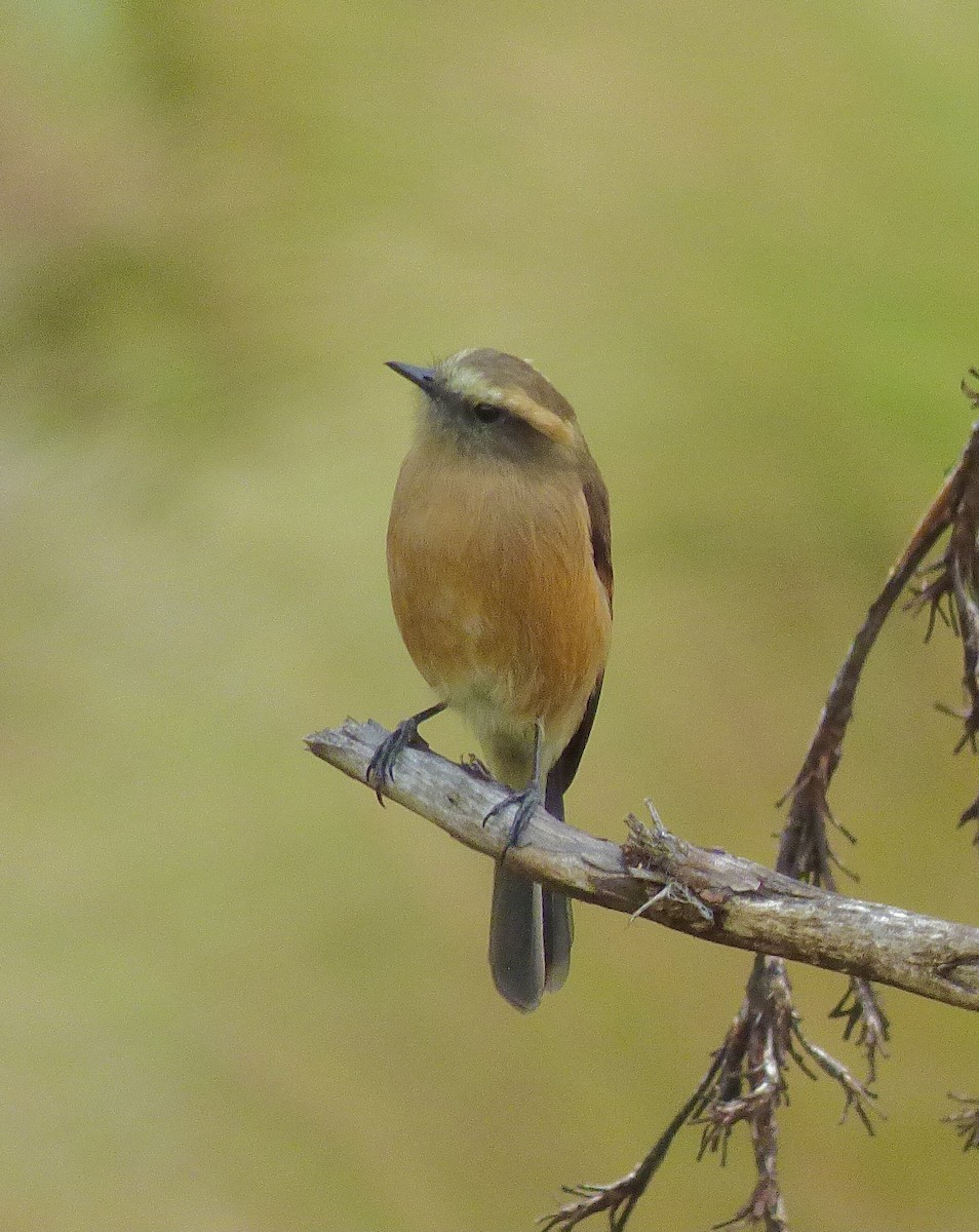 Brown-backed Chat-Tyrant - ML646192492