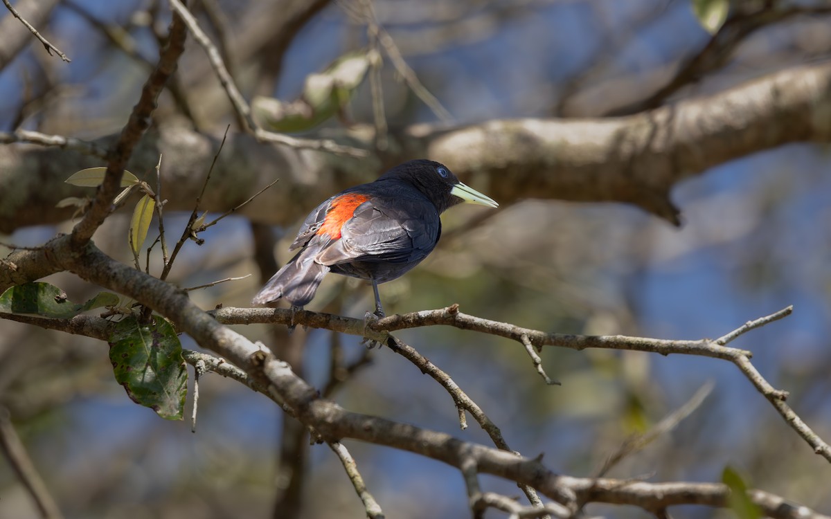 Red-rumped Cacique - ML646192495
