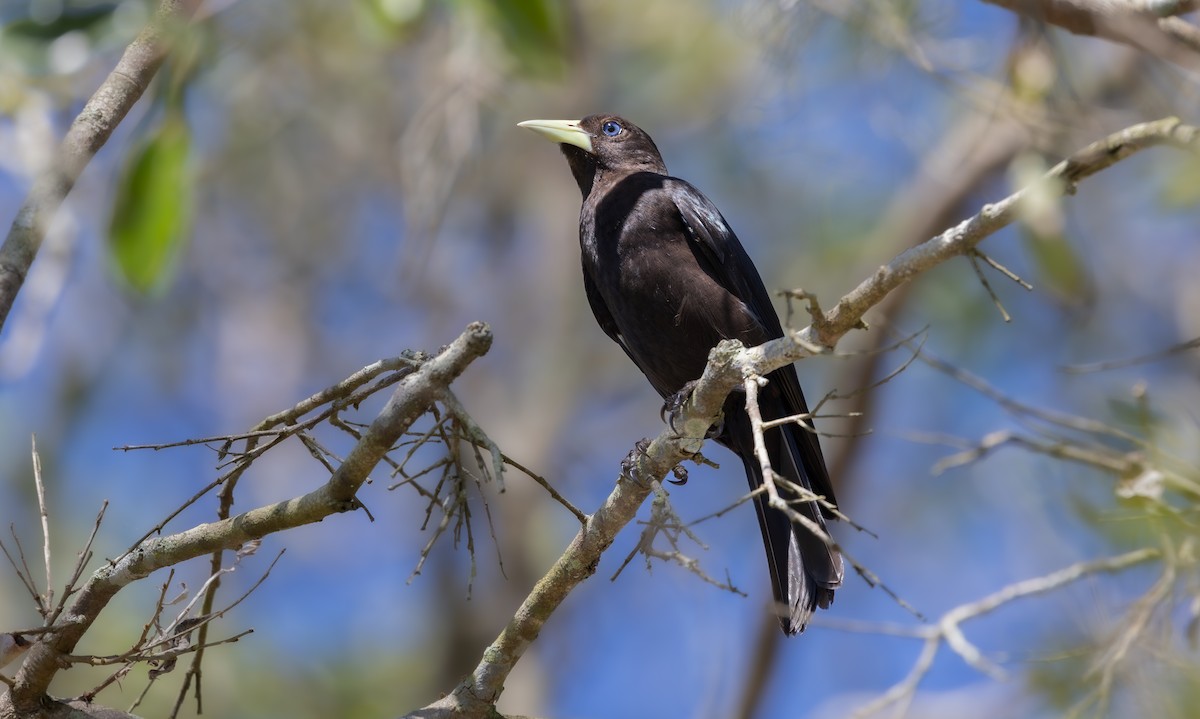 Red-rumped Cacique - ML646192496