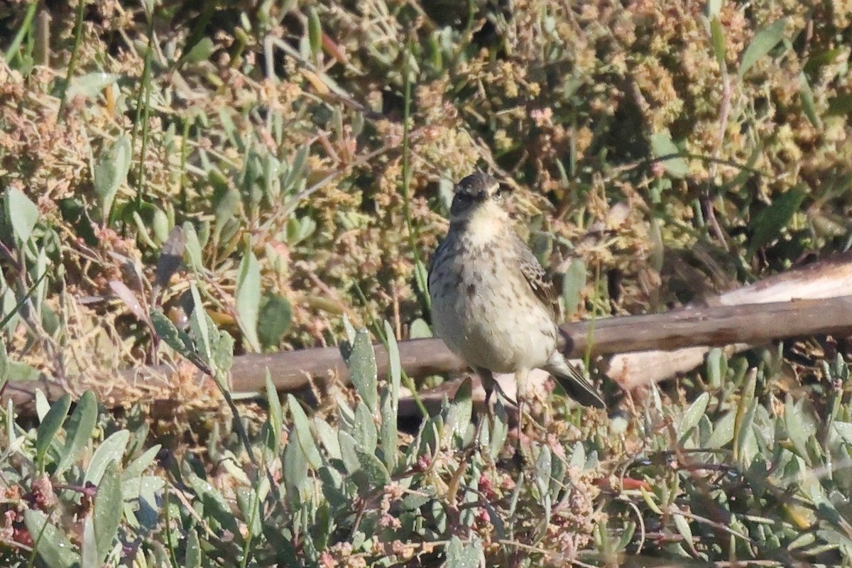 Water Pipit - ML646192502