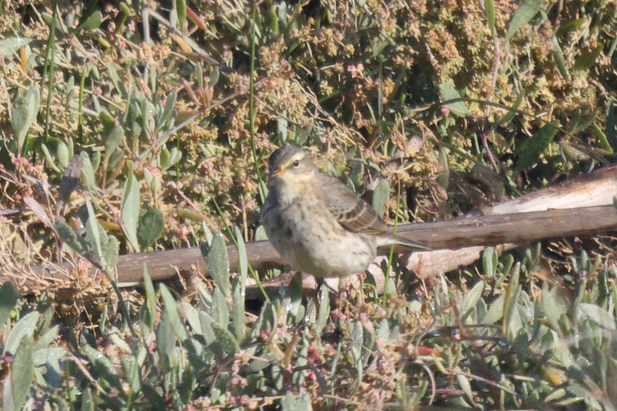 Water Pipit - ML646192503