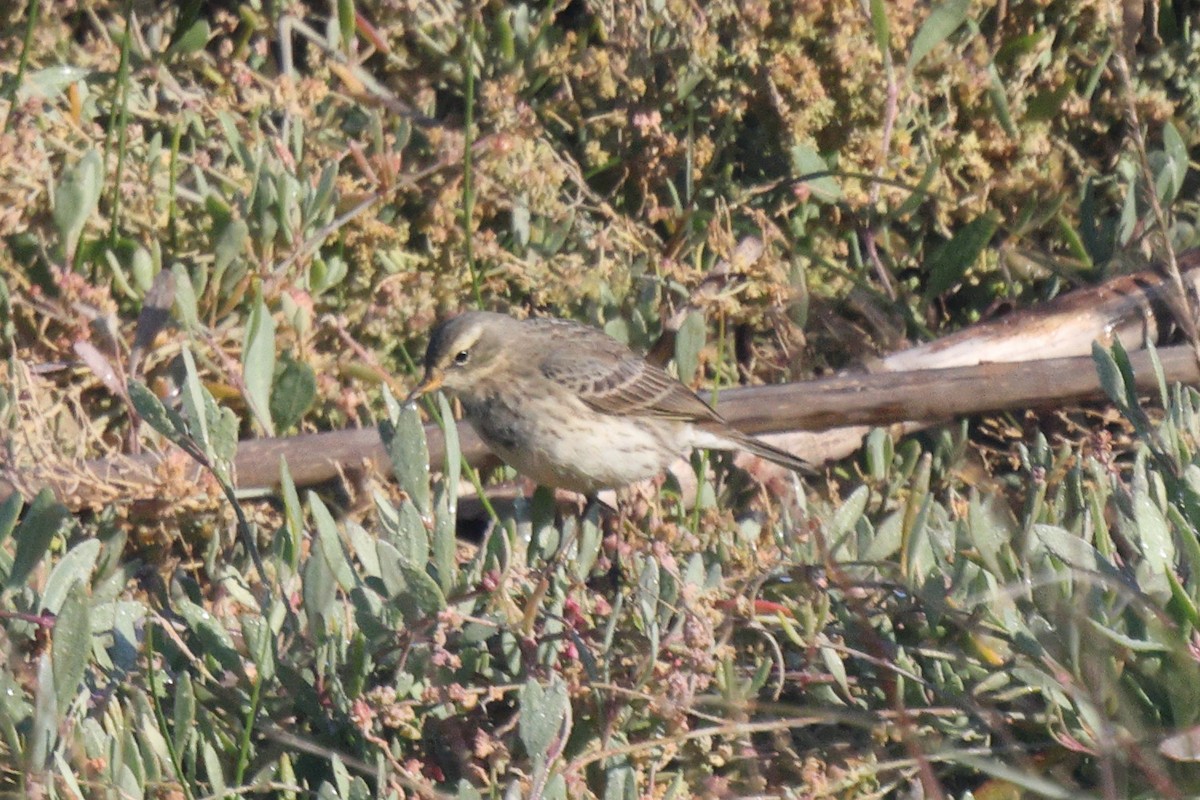 Water Pipit - ML646192504