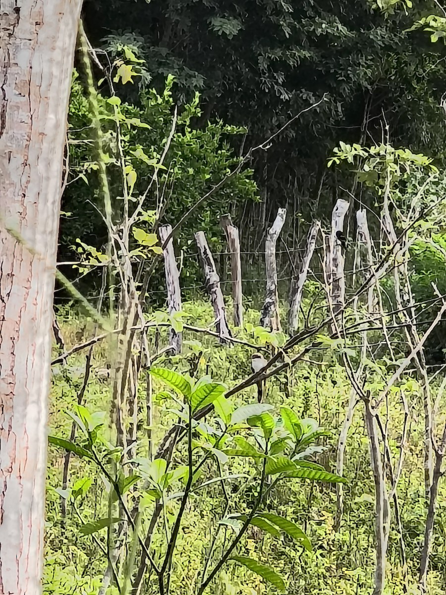 Yellow-billed Cuckoo - ML646192507
