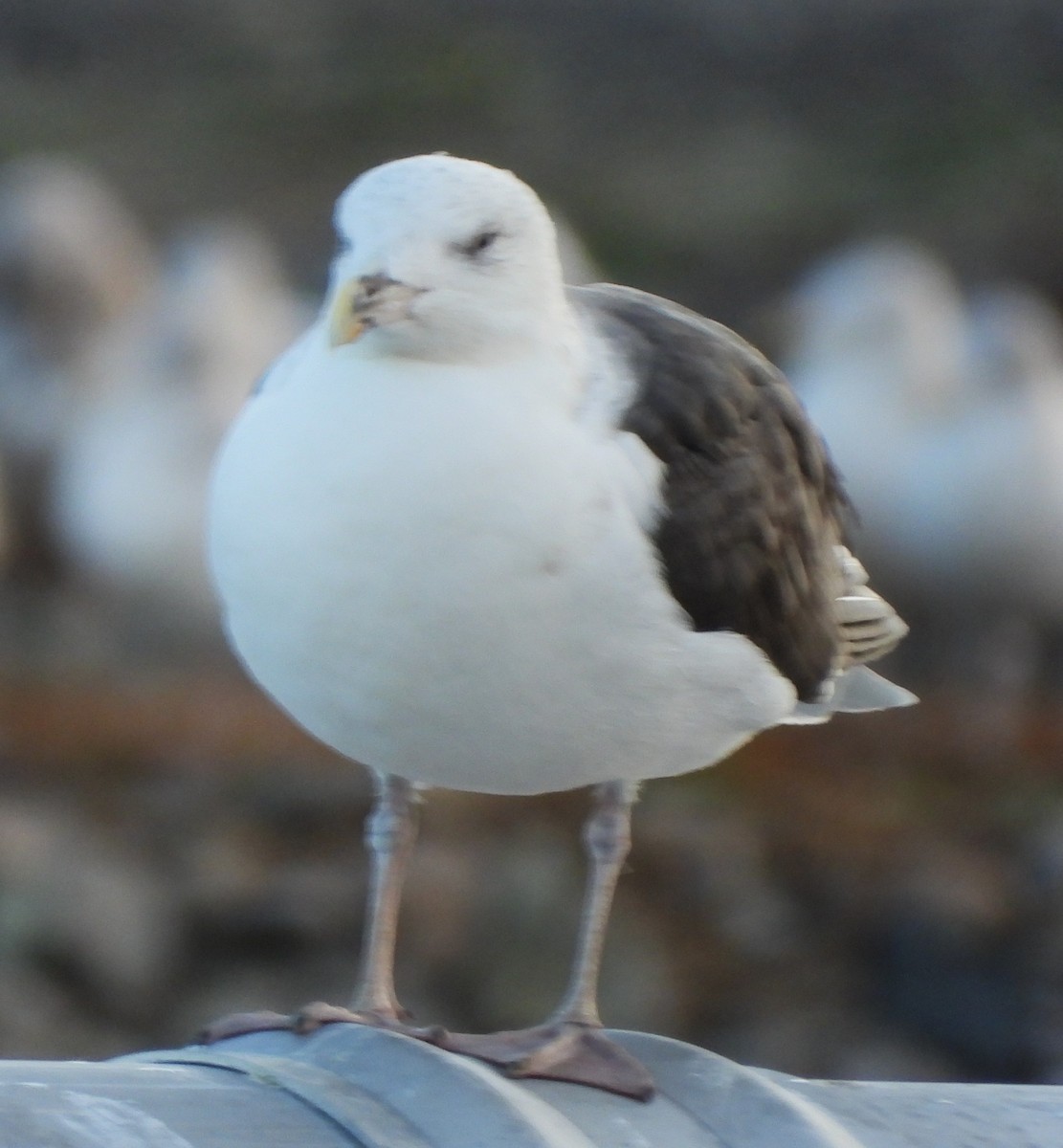 Büyük Kara Sırtlı Martı - ML646192510