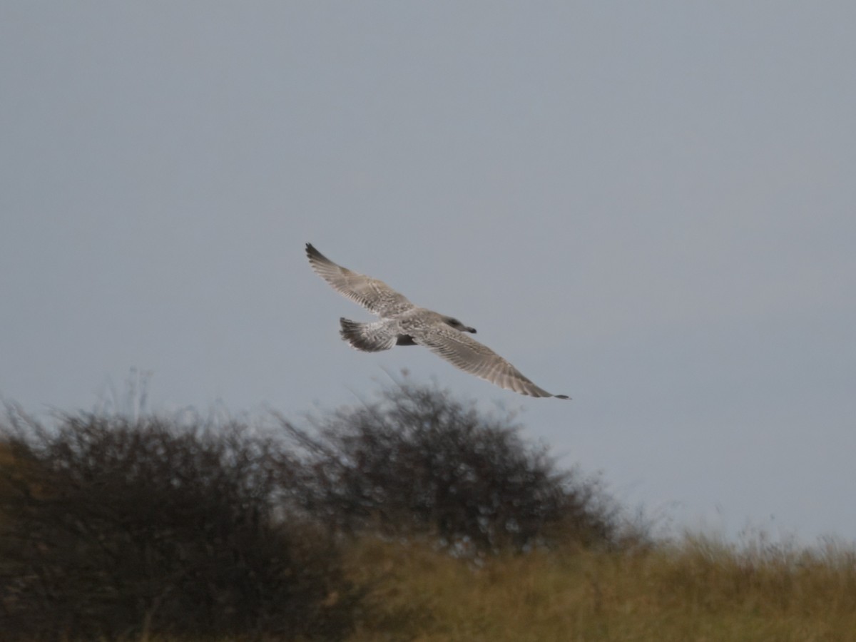 European Herring x Glaucous Gull (hybrid) - ML646192512