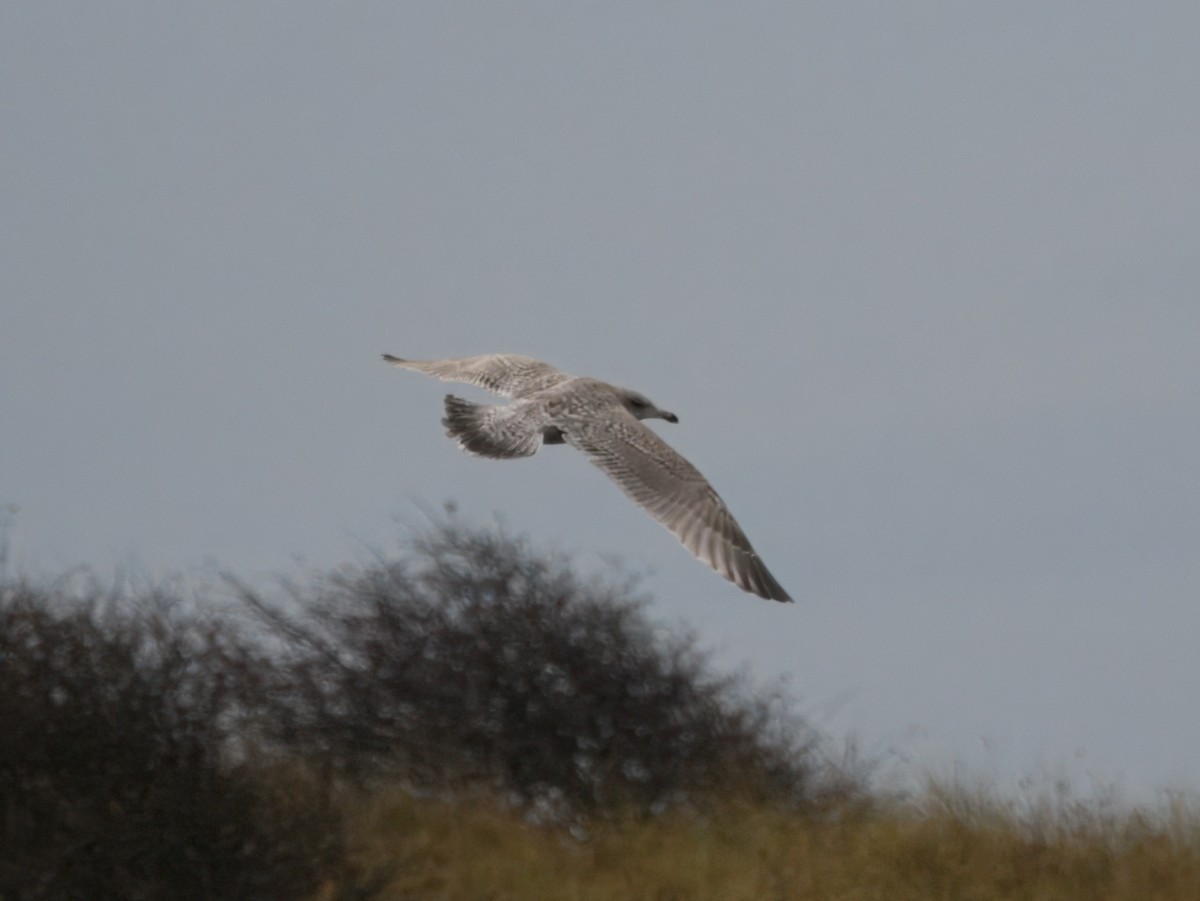 European Herring x Glaucous Gull (hybrid) - ML646192513