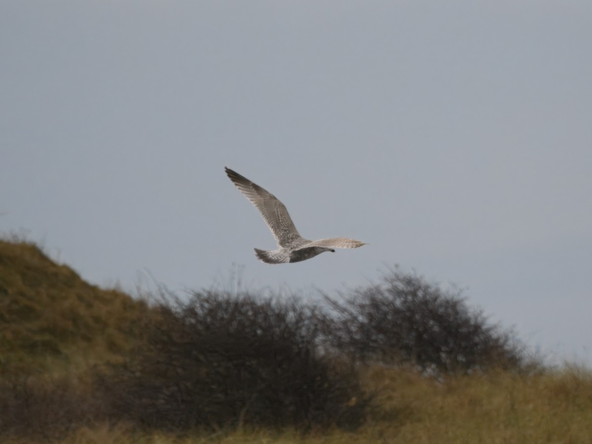 European Herring x Glaucous Gull (hybrid) - ML646192514