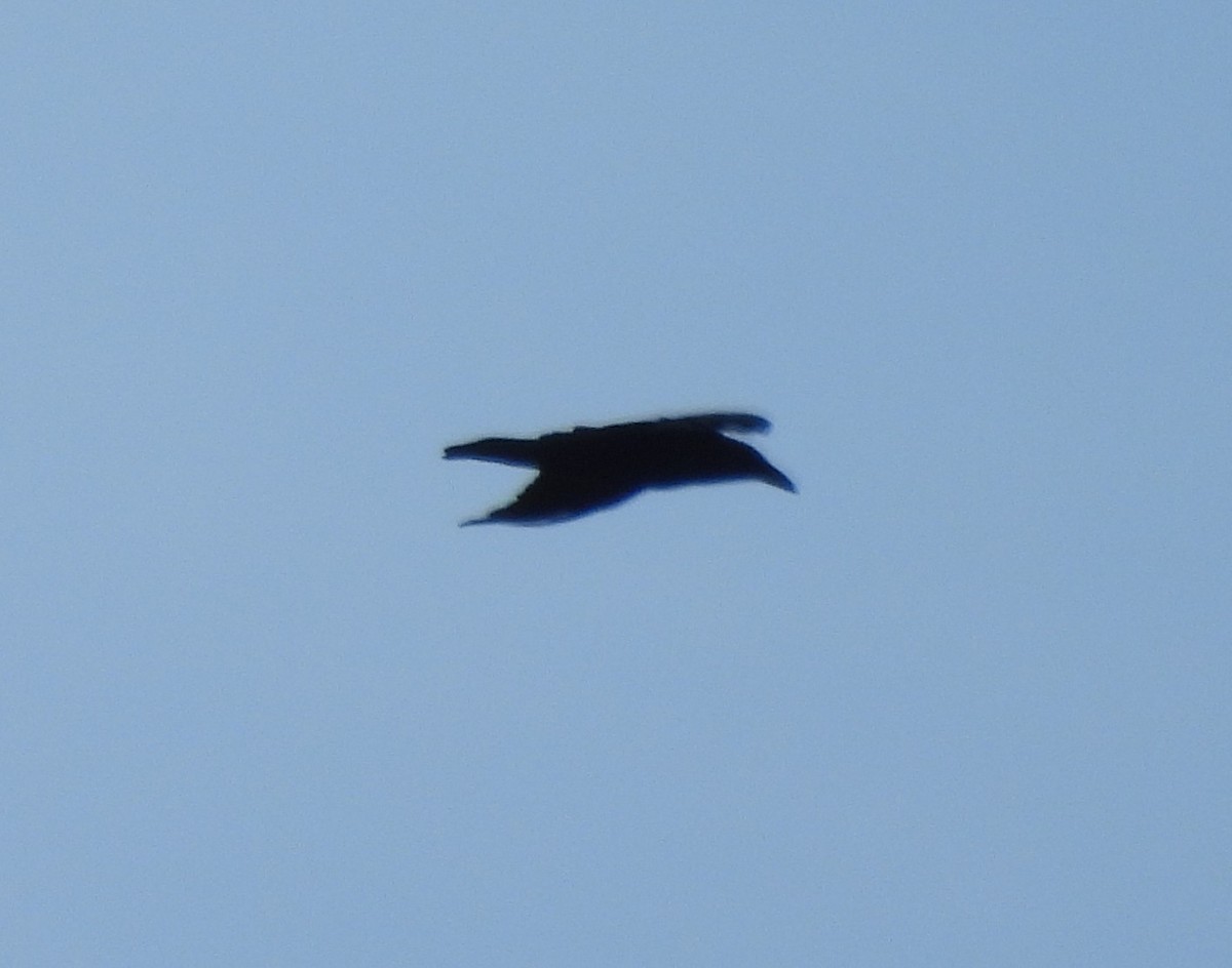 Хон хэрээ - ML646192518