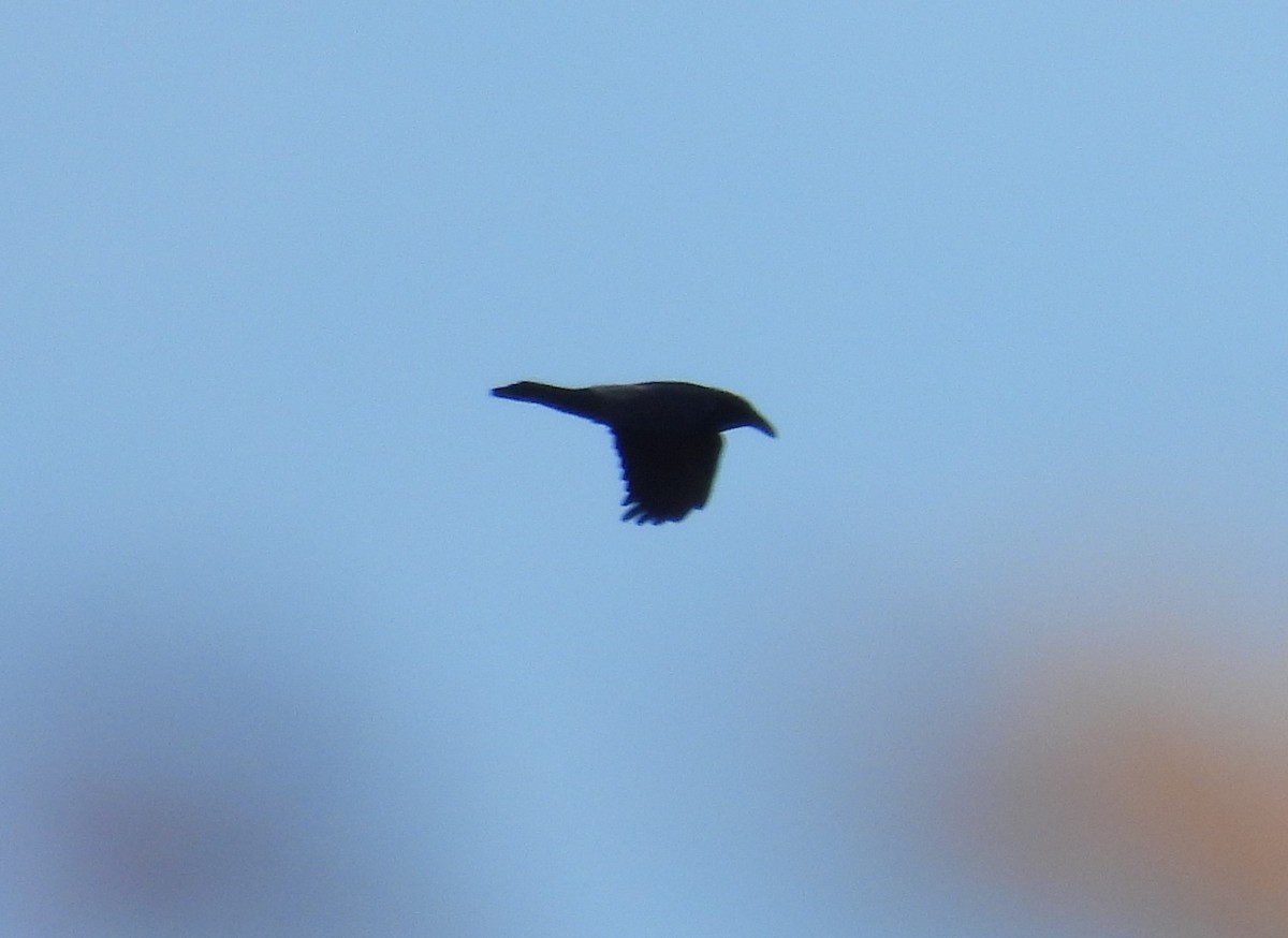 Хон хэрээ - ML646192519