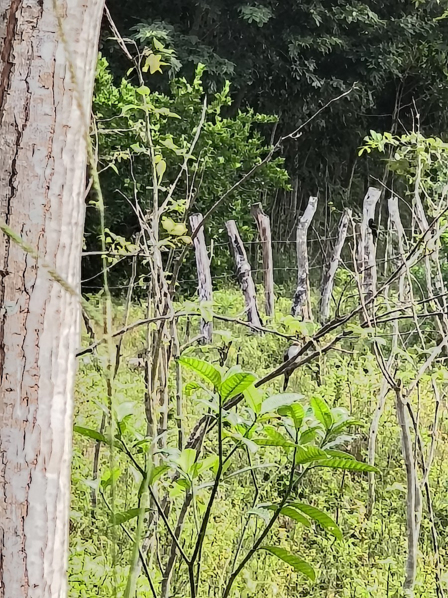 Yellow-billed Cuckoo - ML646192520
