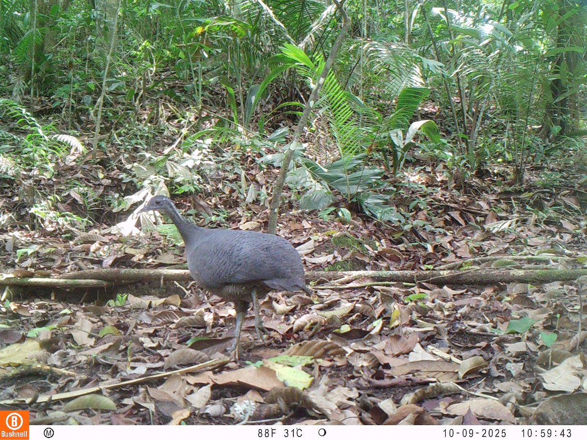 Тао - ML646192522