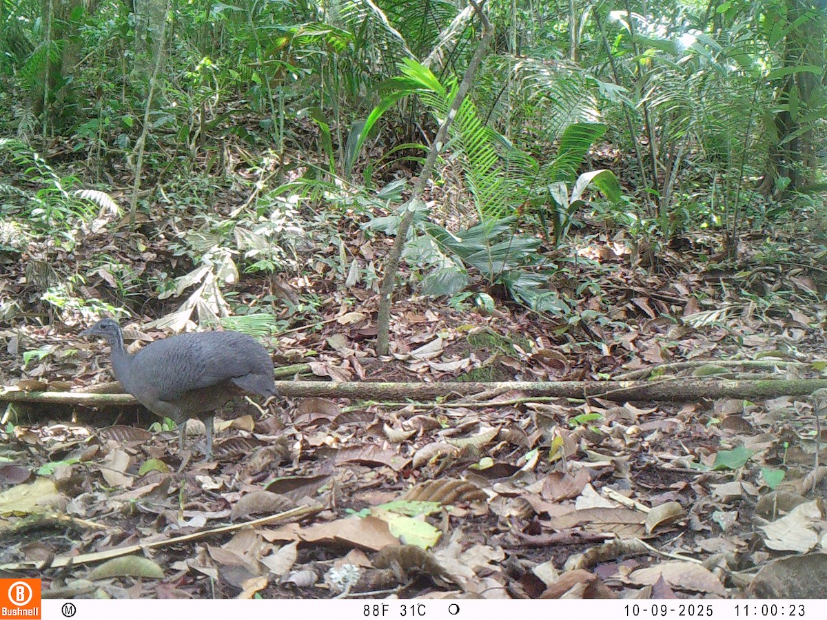 Тао - ML646192523