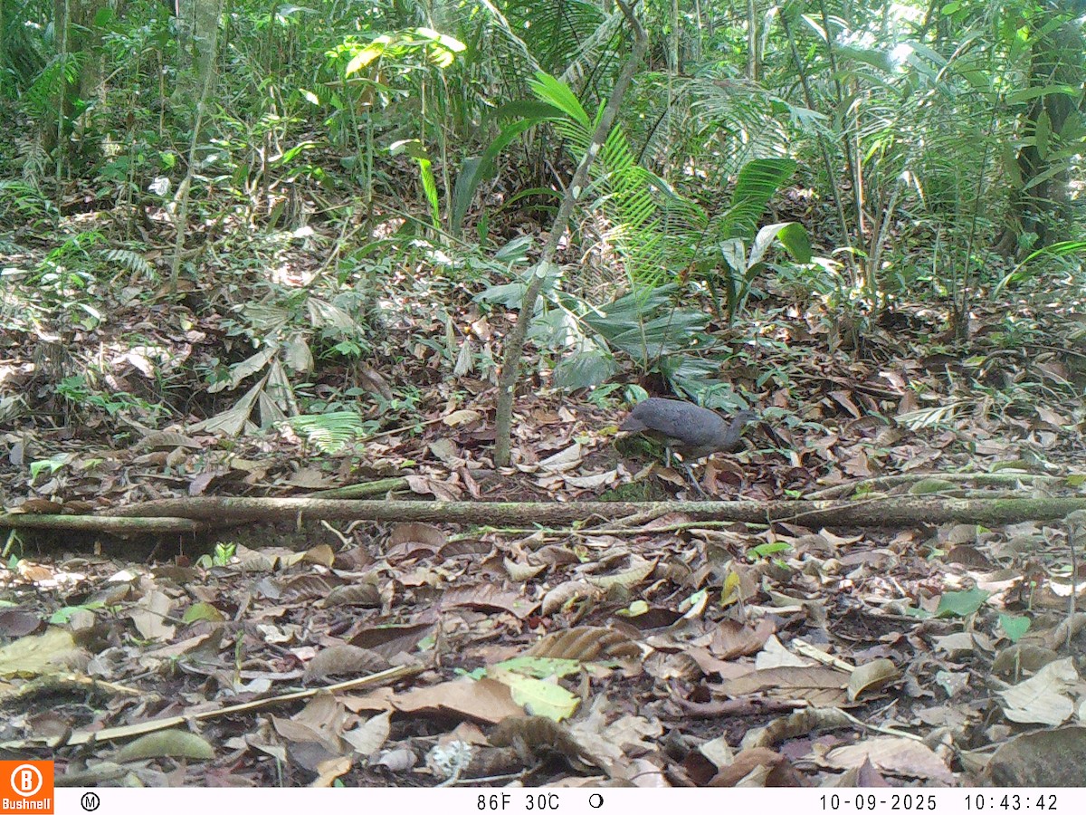 Тао - ML646192524