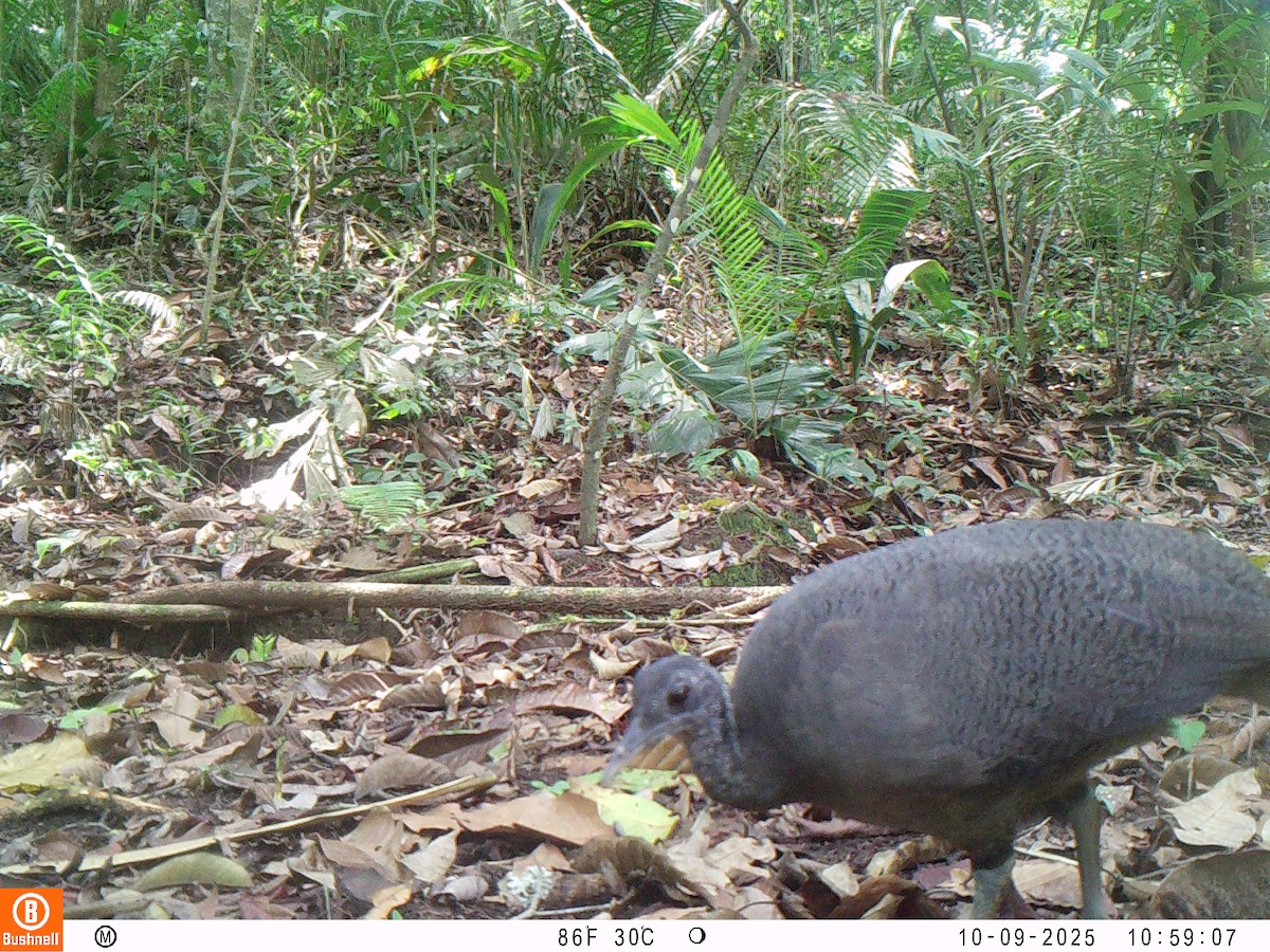 Тао - ML646192526