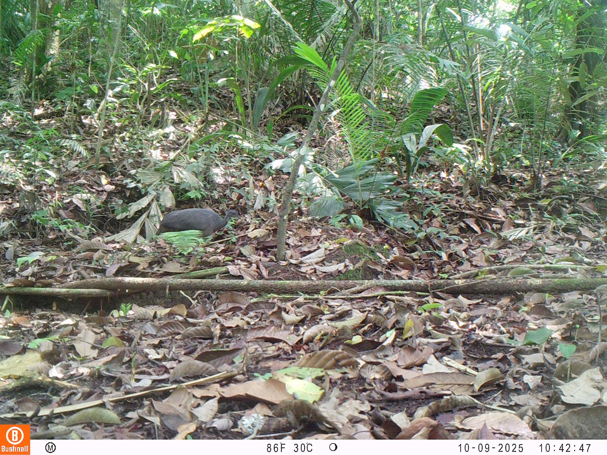 Тао - ML646192527