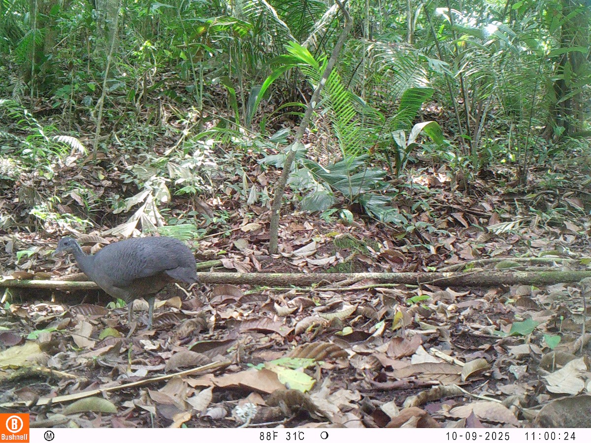 Тао - ML646192529