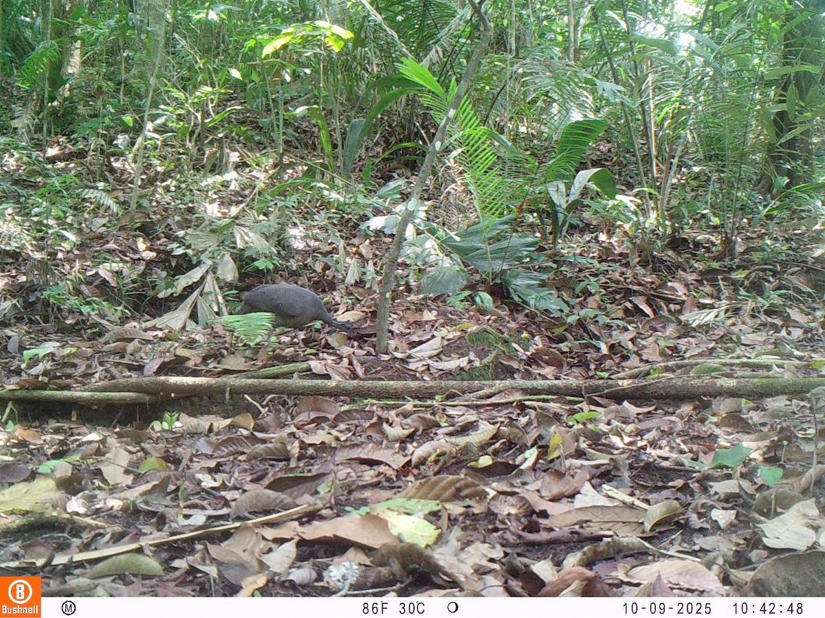 Тао - ML646192530