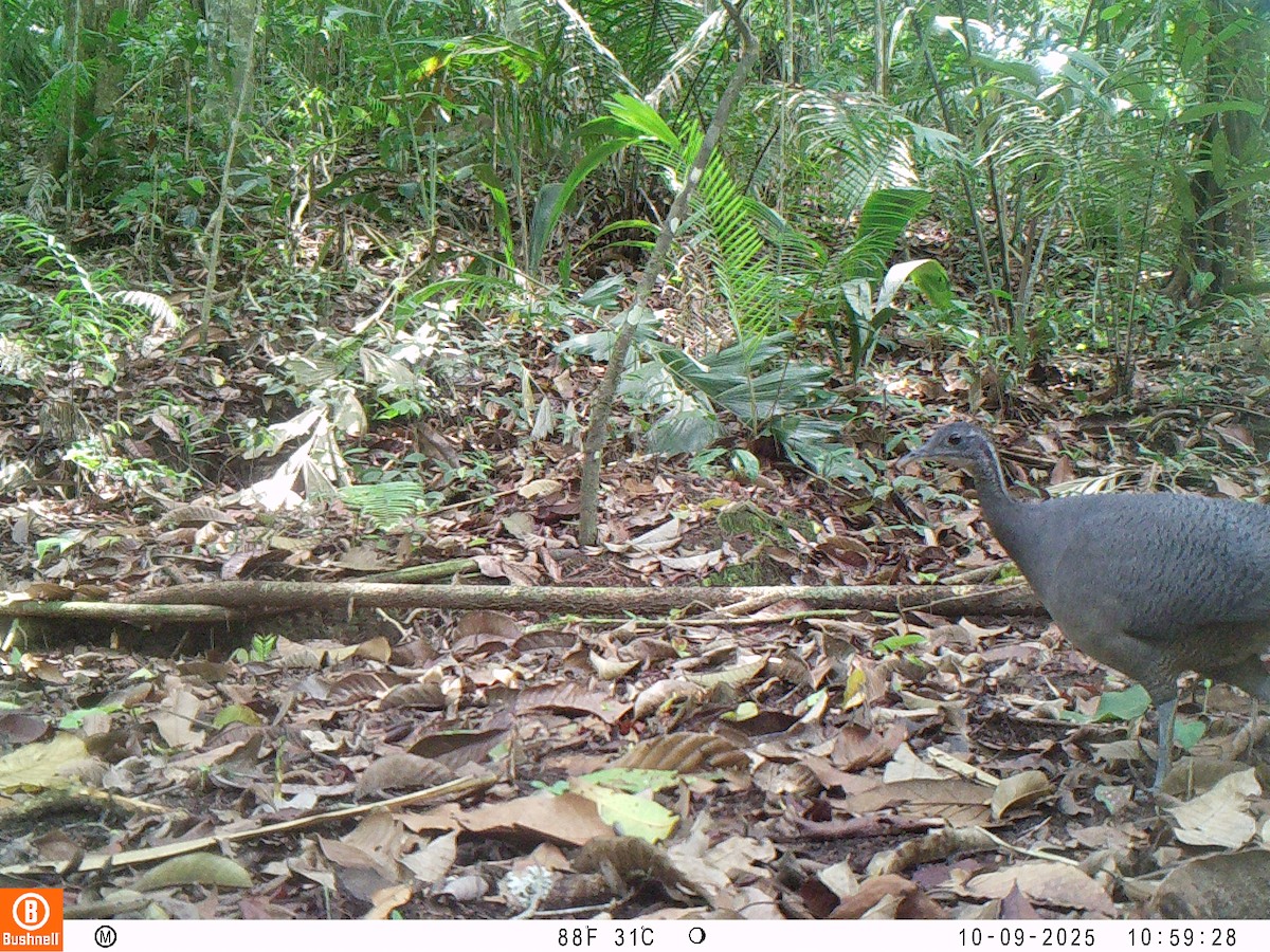 Тао - ML646192531