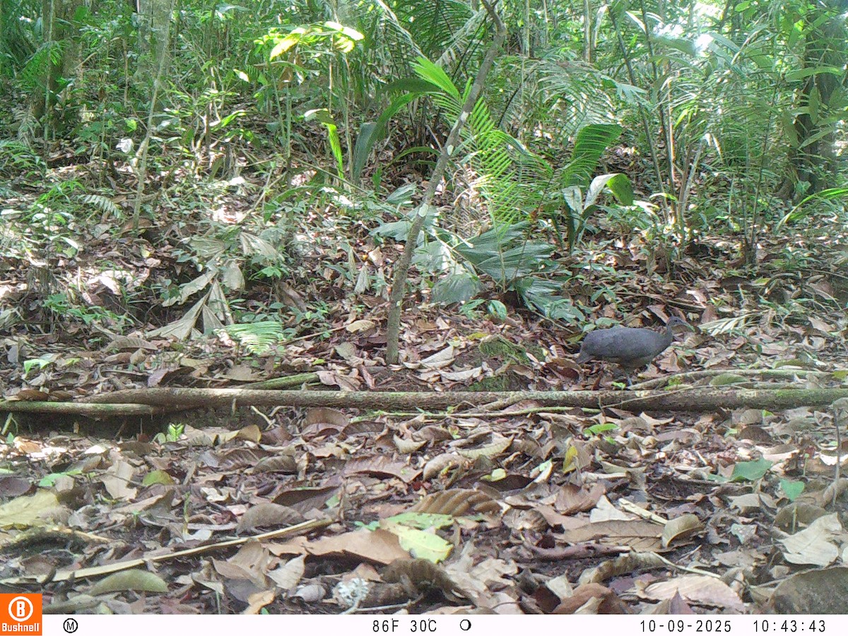 Тао - ML646192532