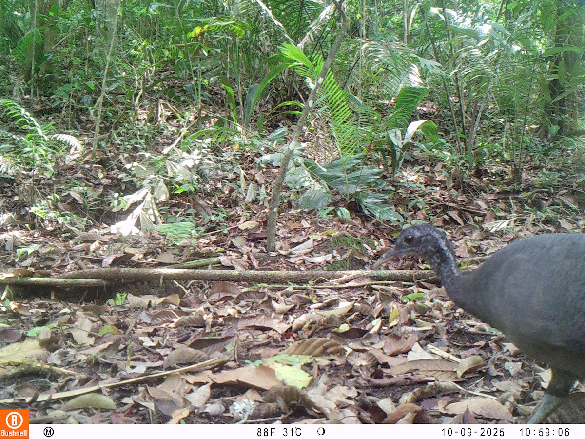 Тао - ML646192533