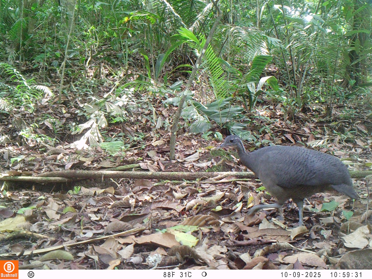 Тао - ML646192534