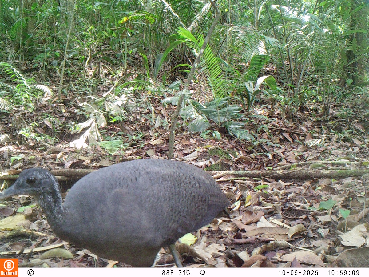 Тао - ML646192535