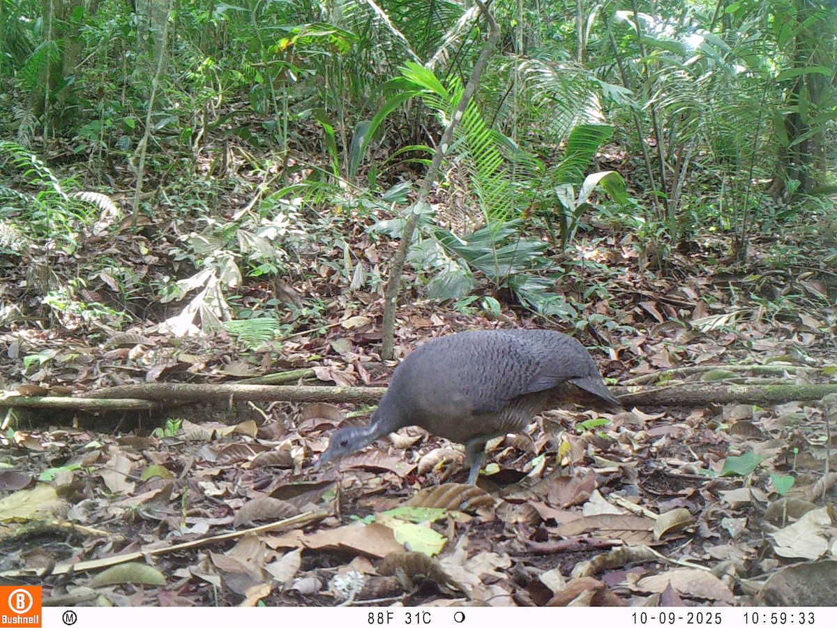 Тао - ML646192536