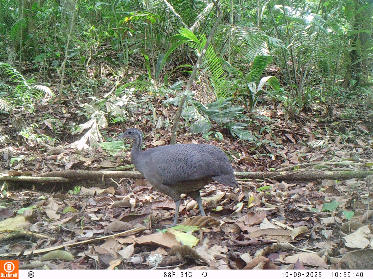 Тао - ML646192538