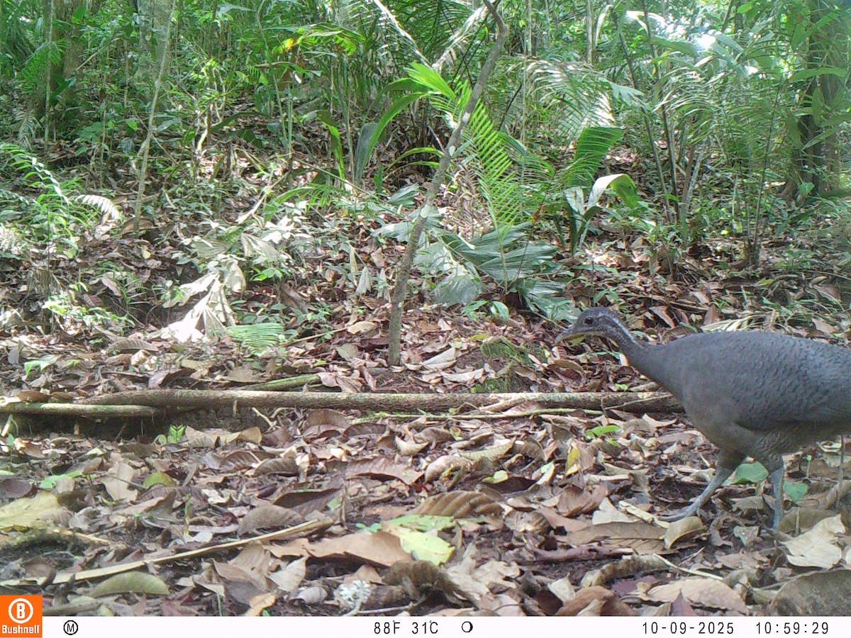 Тао - ML646192539