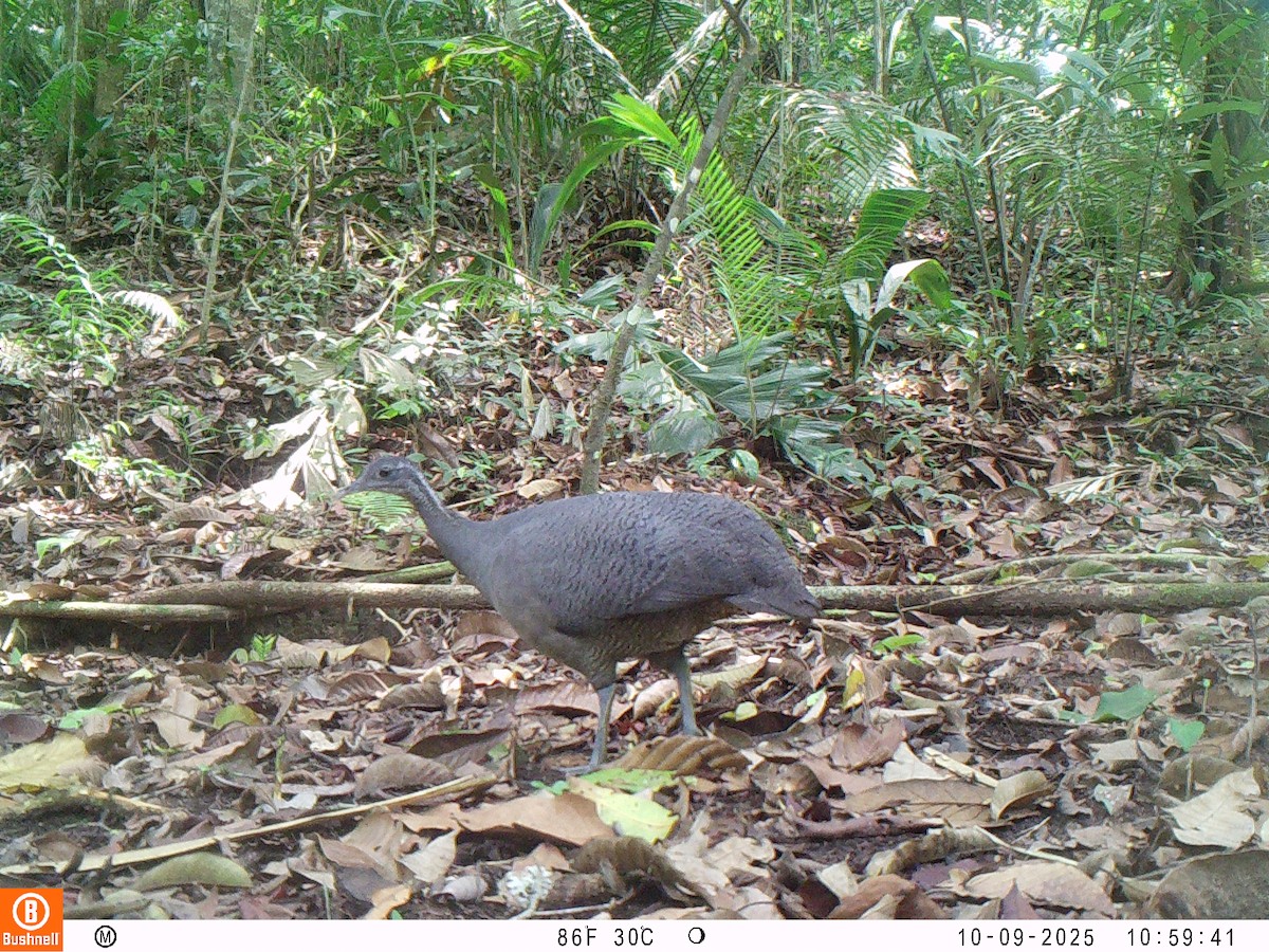 Тао - ML646192541