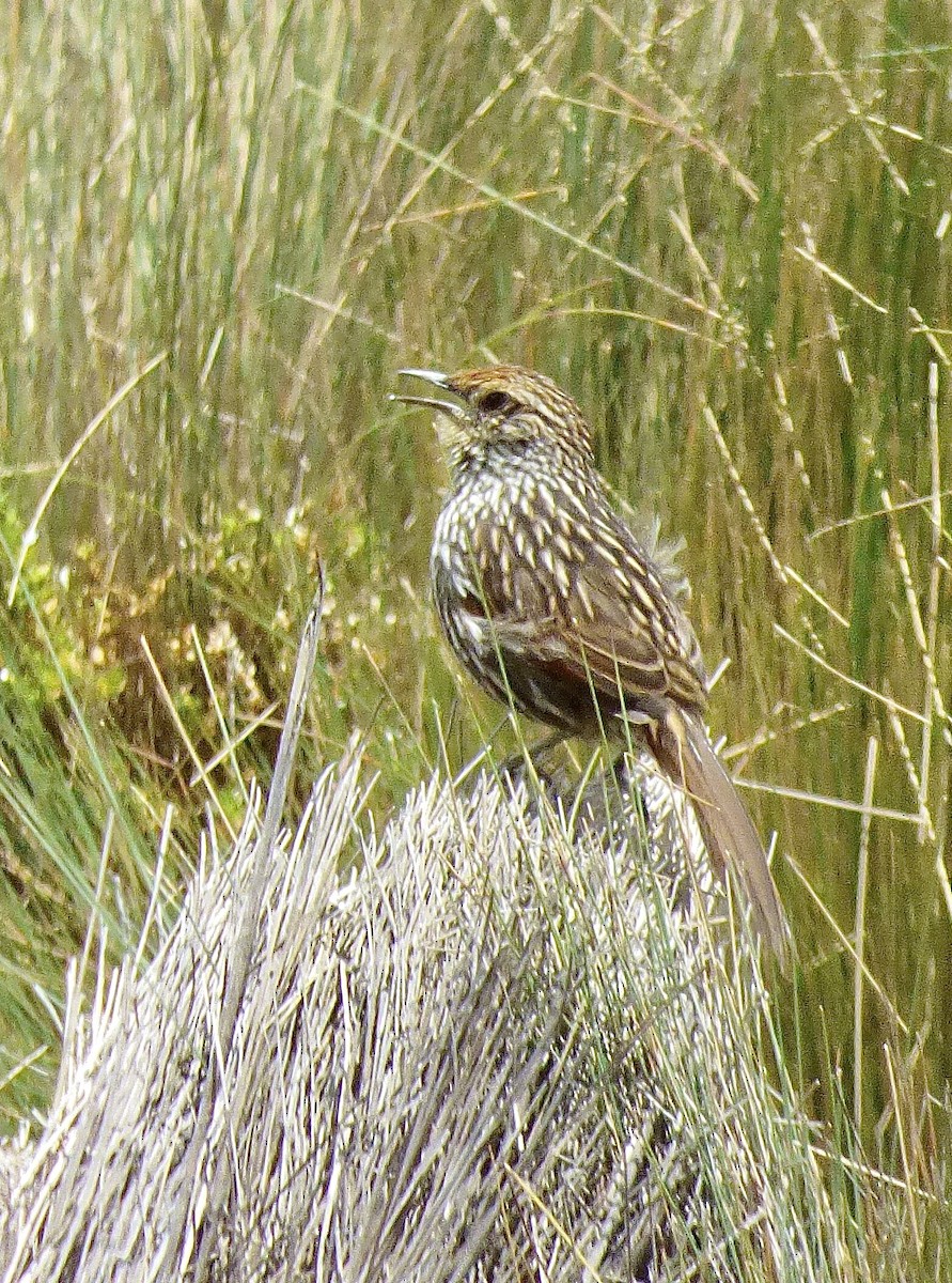 Канастеро смугастий - ML646192544