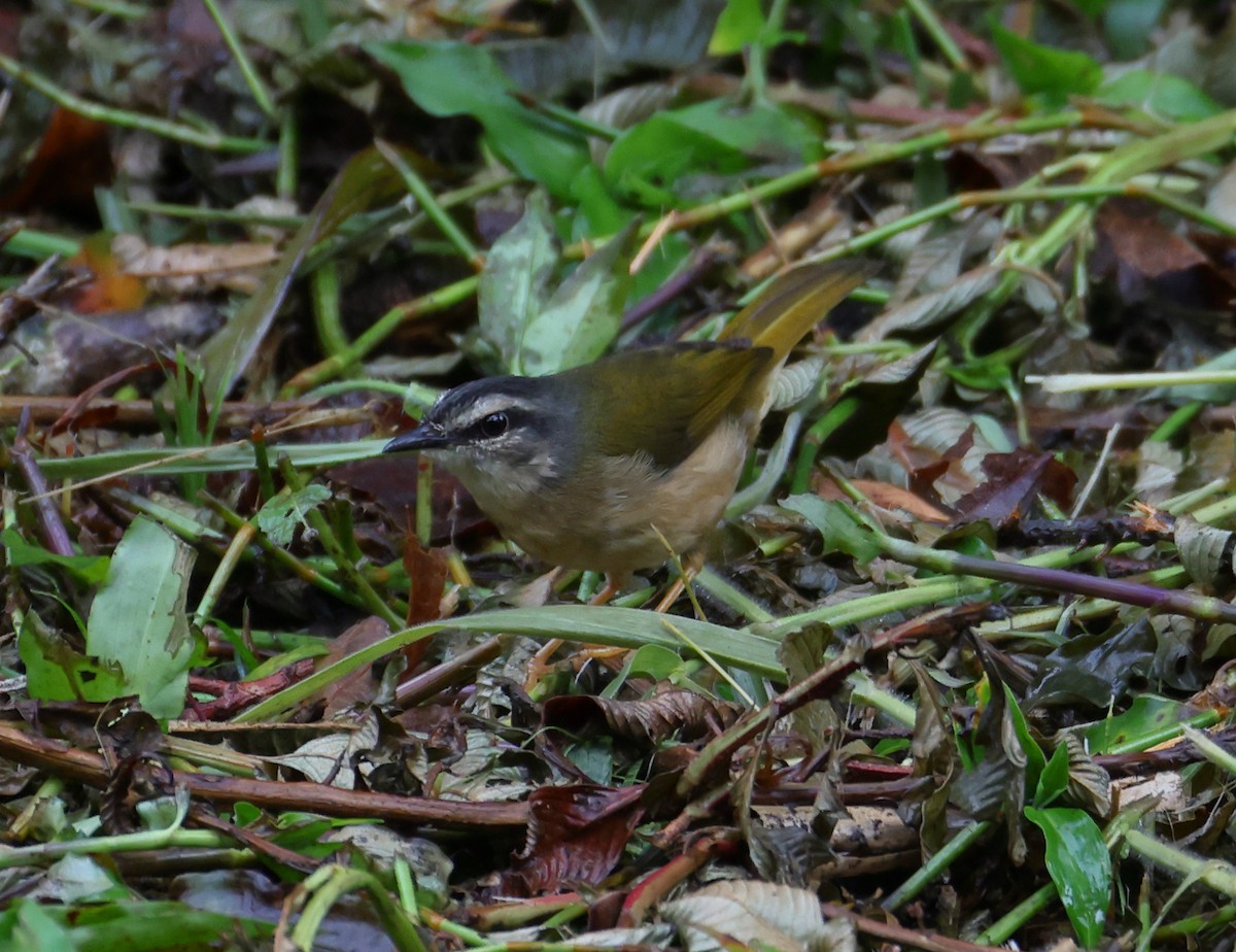 Коронник річковий - ML646192545