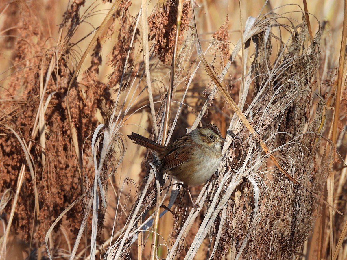 Пасовка болотяна - ML646192546