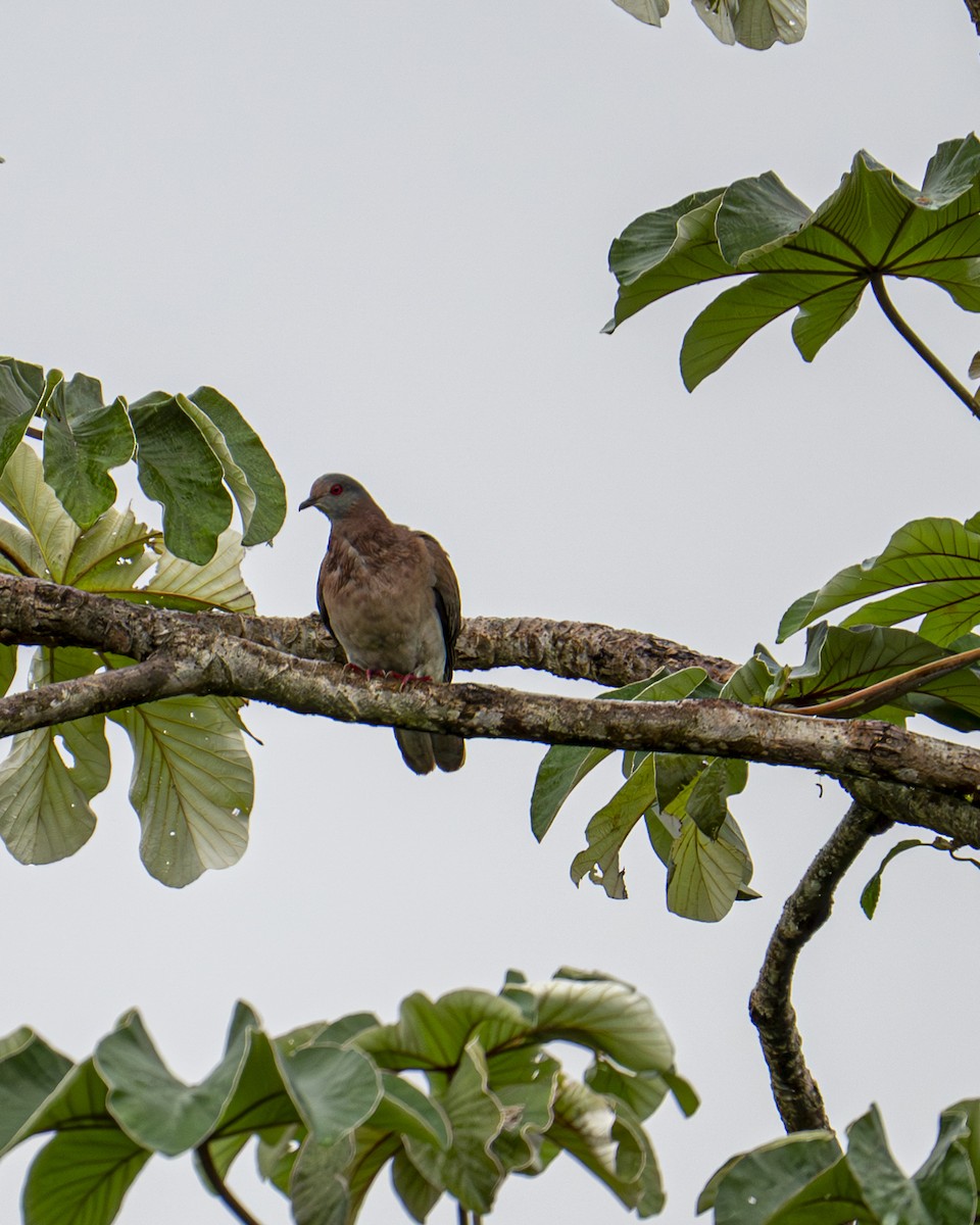 Голуб рожевошиїй - ML646192547