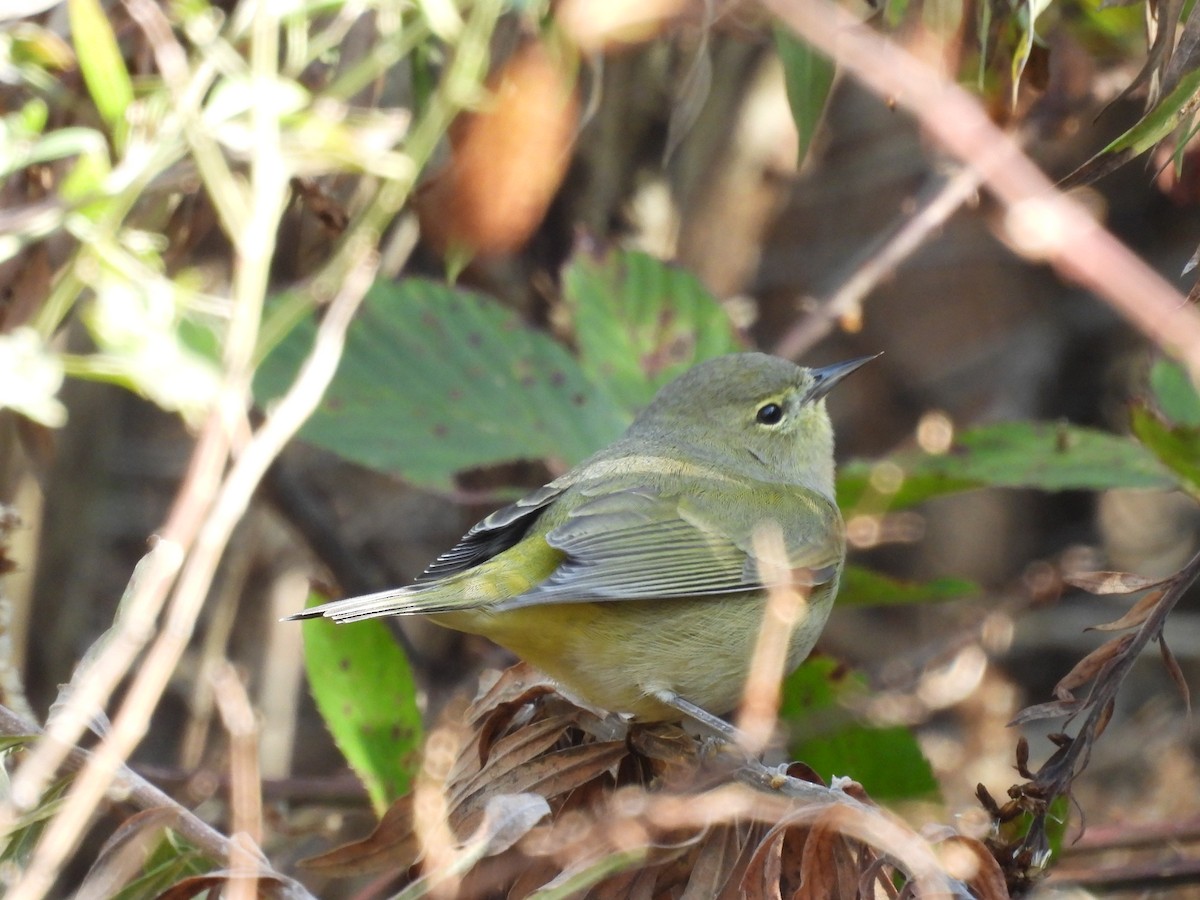 Червоїд оливковий - ML646192548