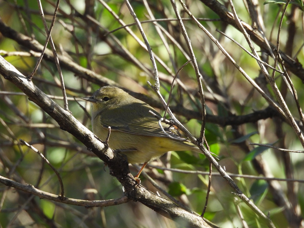 Червоїд оливковий - ML646192550