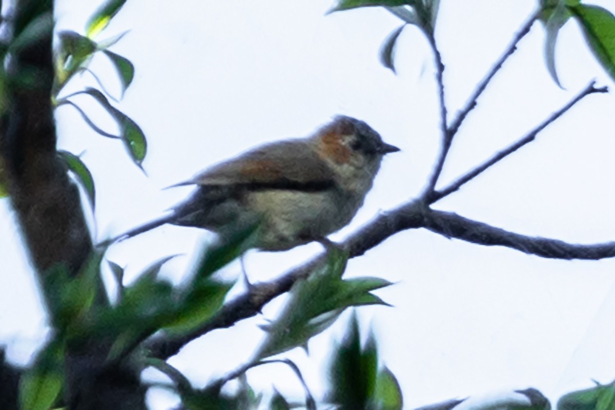 Стафіда східна - ML646192551