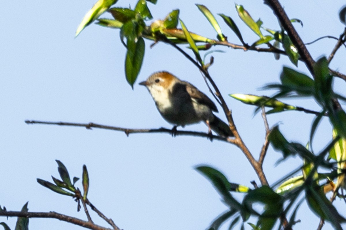 Стафіда східна - ML646192552