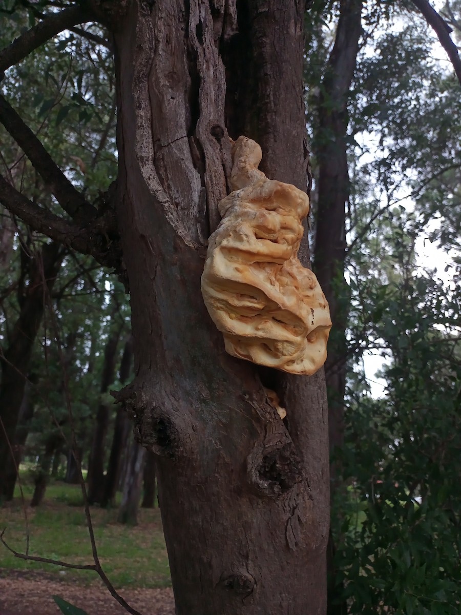 Animals - ML646192553