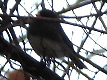 Юнко сірий - ML646192558