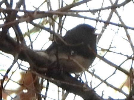 Юнко сірий - ML646192559