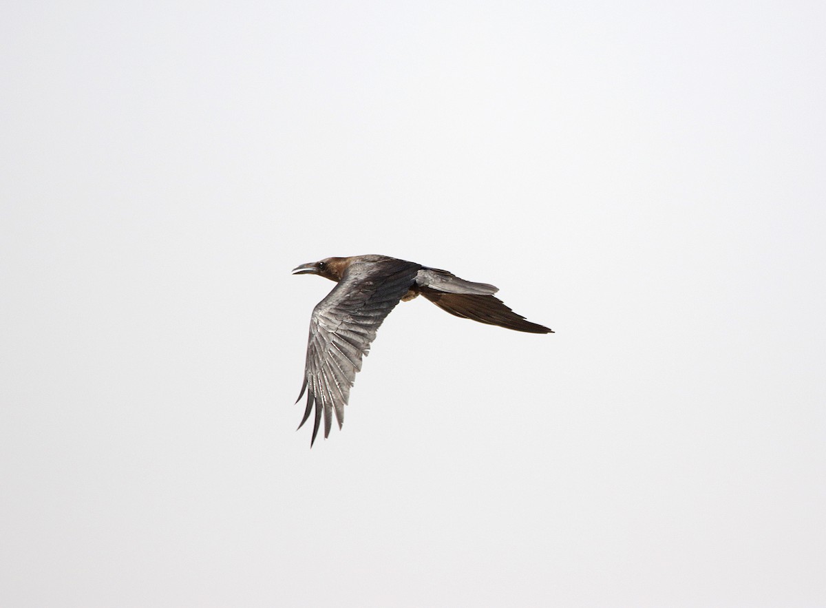 Brown-necked Raven - ML646192565