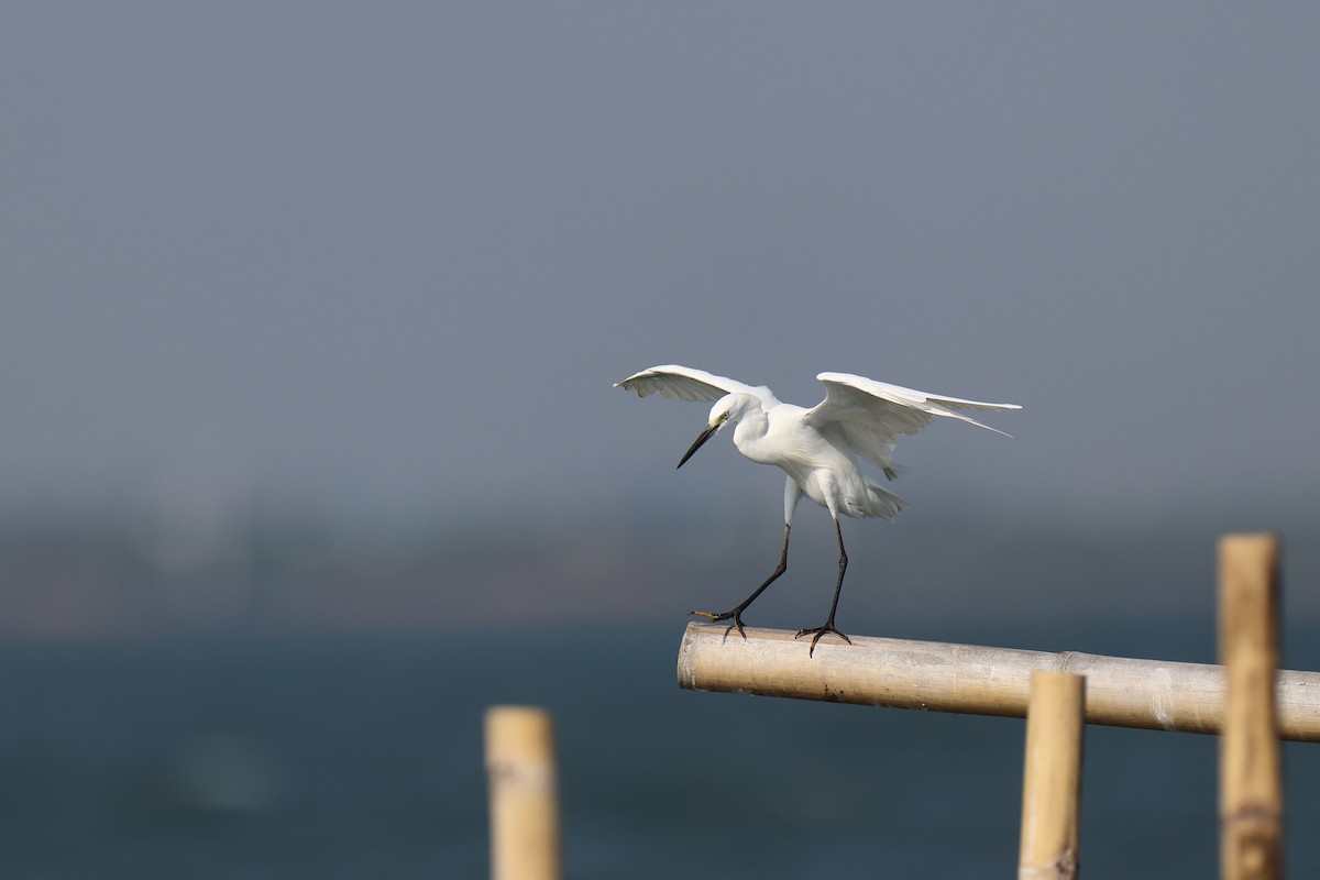 Little Egret - ML646192573