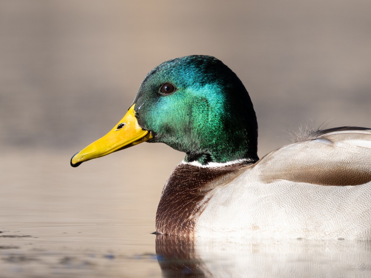 Mallard - ML646192577