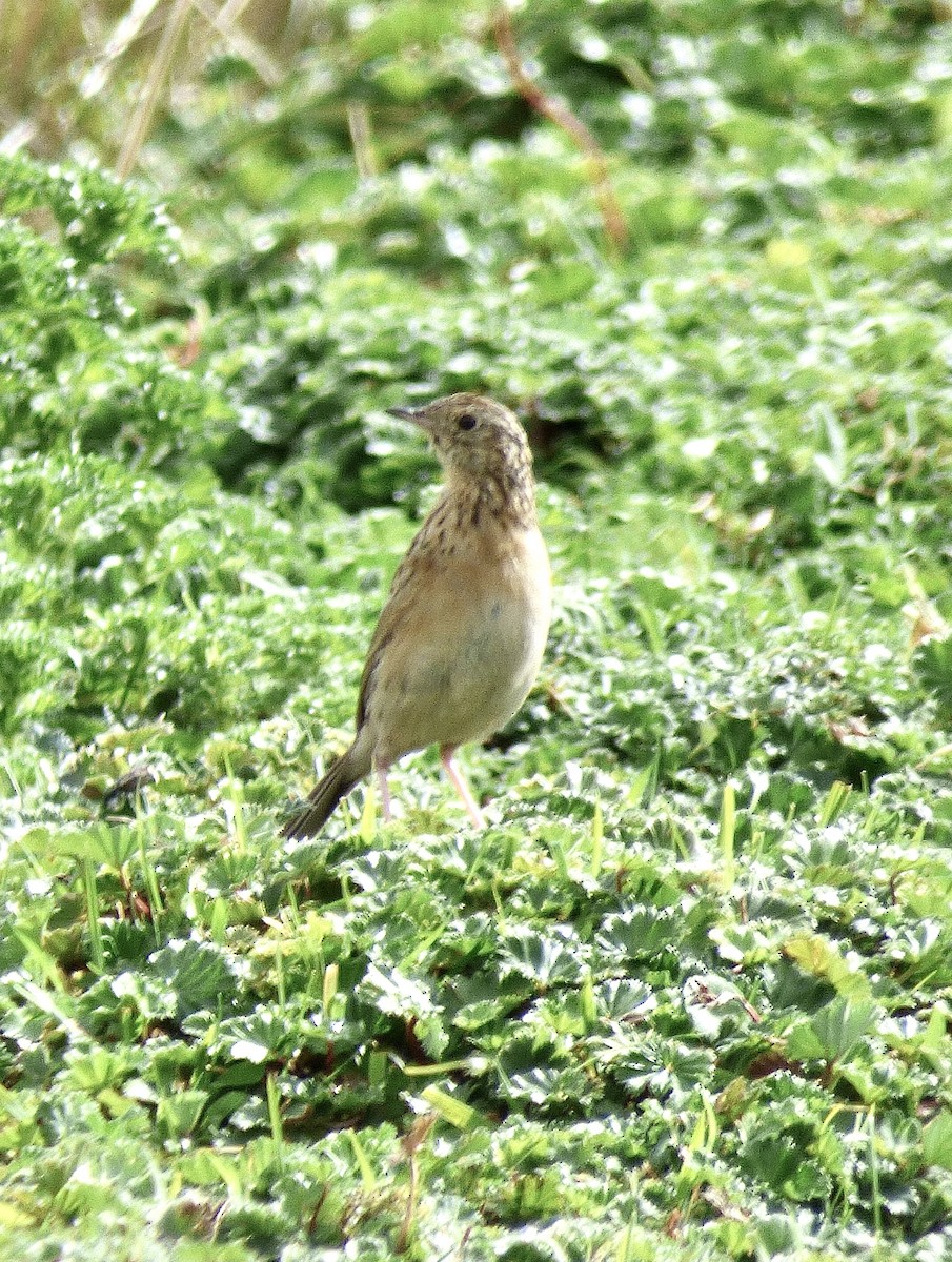 Paramo Pipit - ML646192581