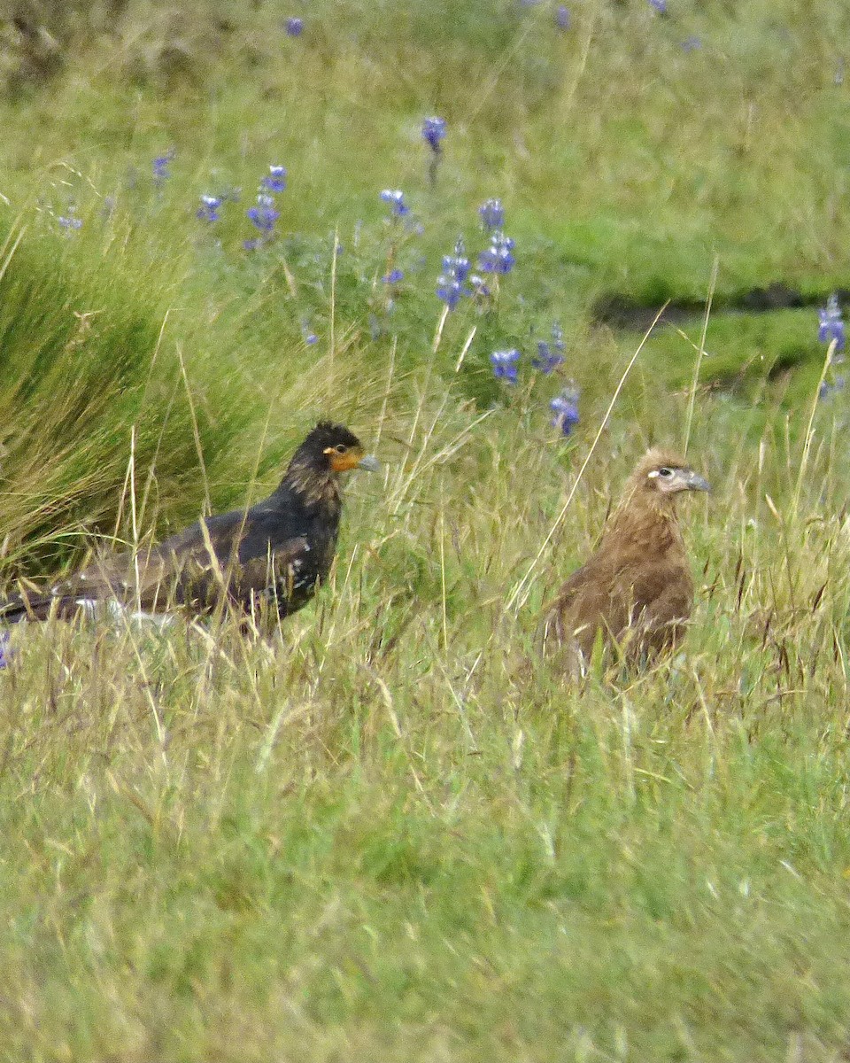 Carunculated Caracara - ML646192609