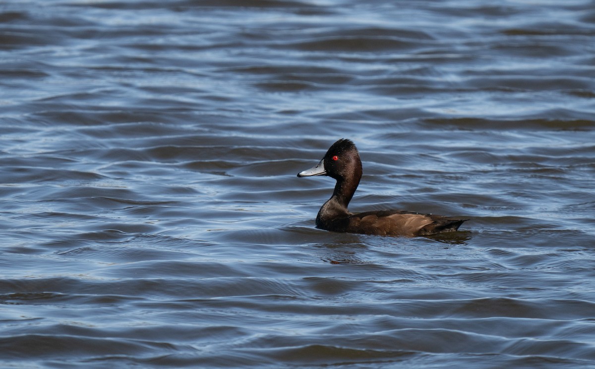 Southern Pochard - ML646192623