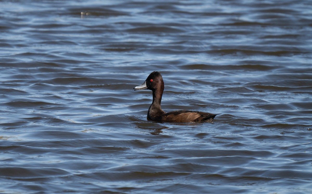 Southern Pochard - ML646192624