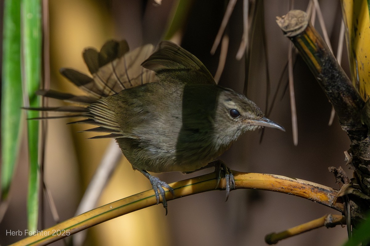 Malagasy Brush-Warbler - ML646192629